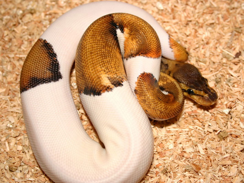 Lemon Blast Pied