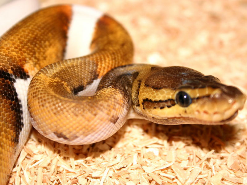 Lemon Blast Pied