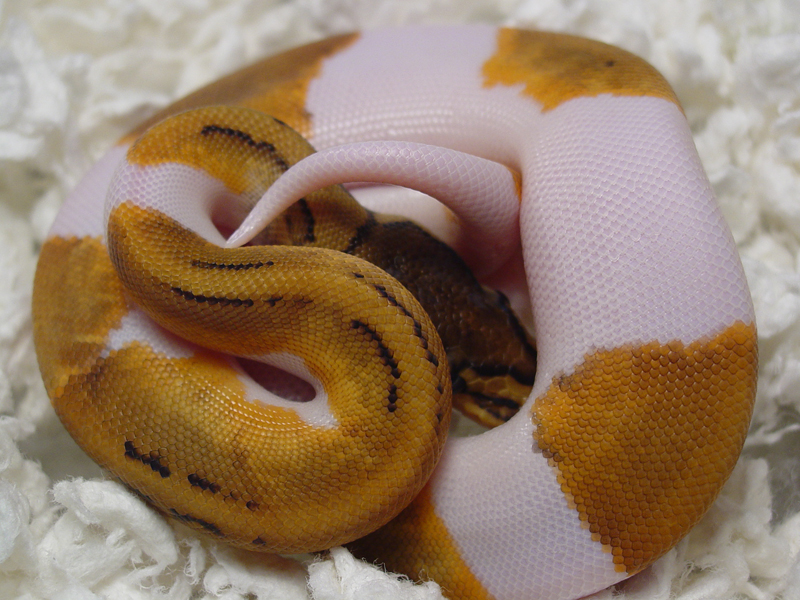 Lemon Blast Pied