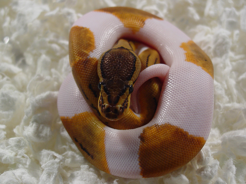 Lemon Blast Pied