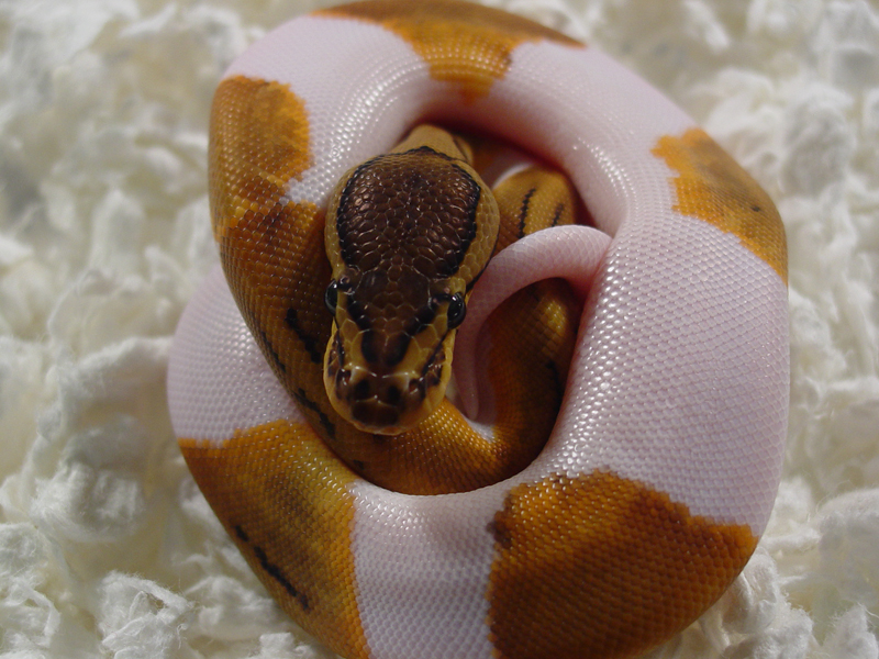 Lemon Blast Pied