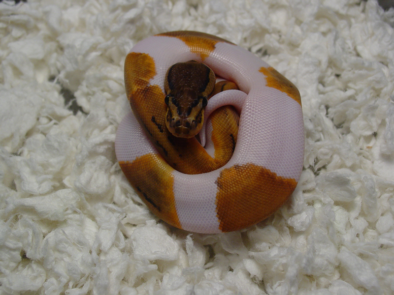 Lemon Blast Pied