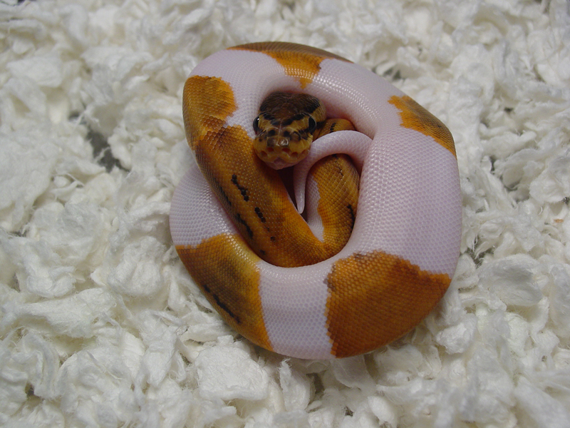 Lemon Blast Pied