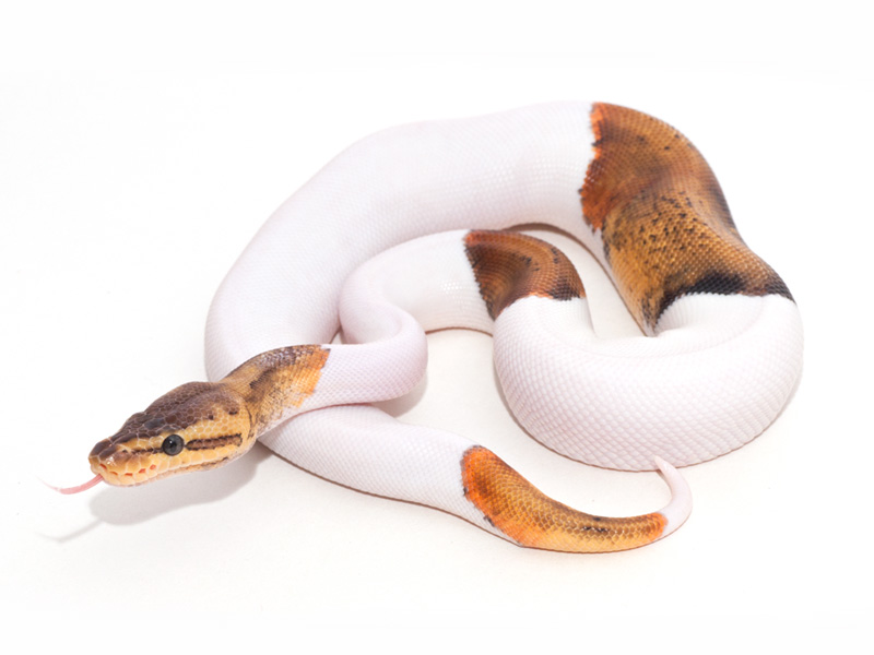 Lemon Blast Pied