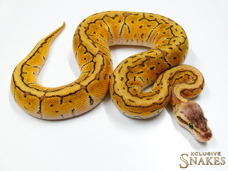 Lemon Blast Russo Het Leucistic