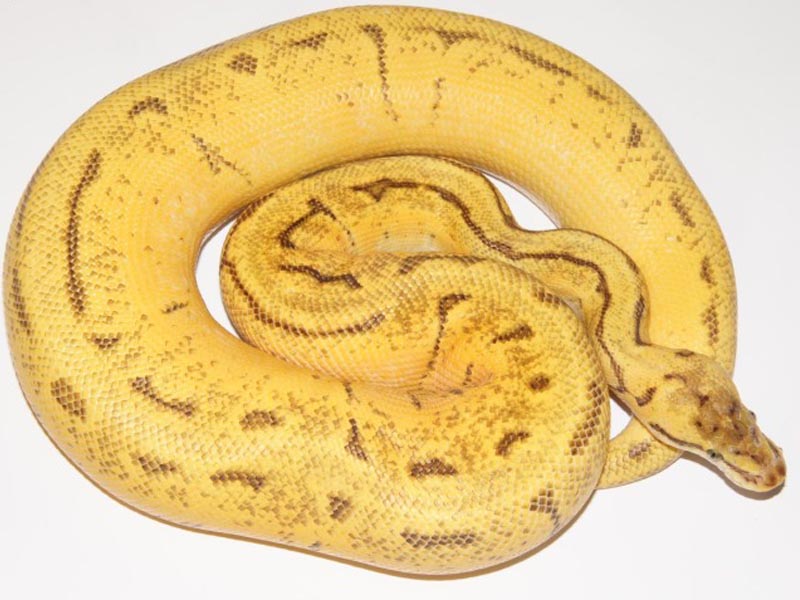 Lemon Blast Super Enchi