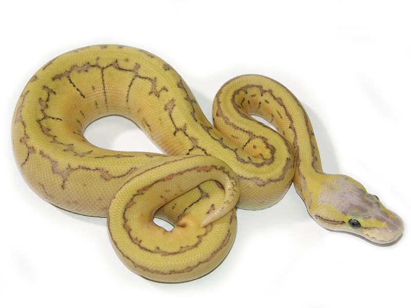 Lemon Blast Super Enchi