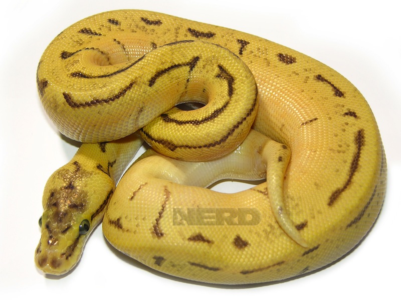 Lemon Blast Super Enchi