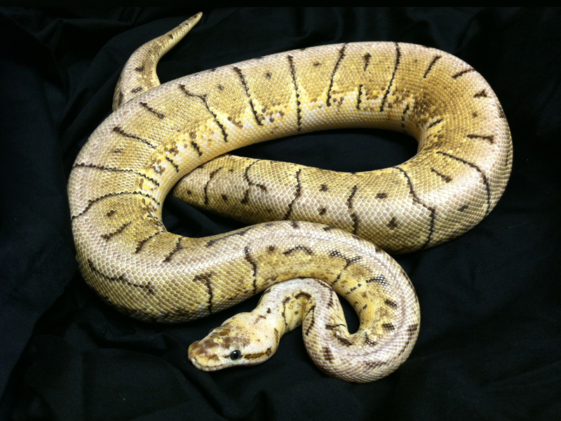 Lemon Blast Woma