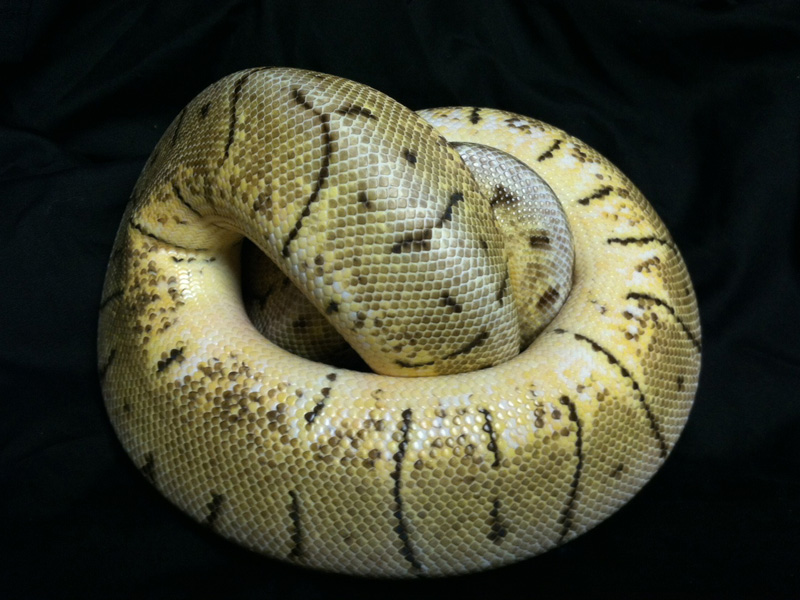 Lemon Blast Woma