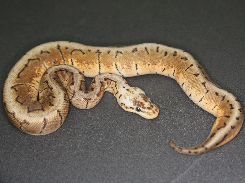 Lemon Blast Woma