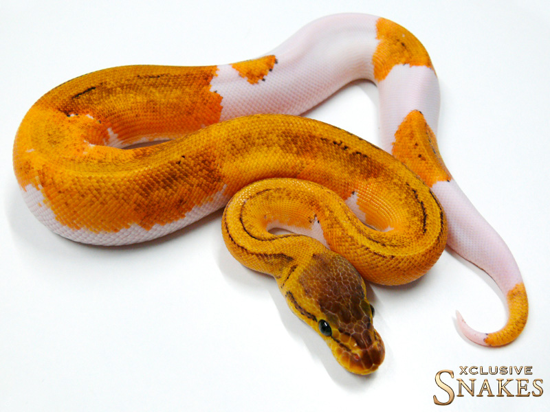 Lemon Blast Yellow Belly Pied