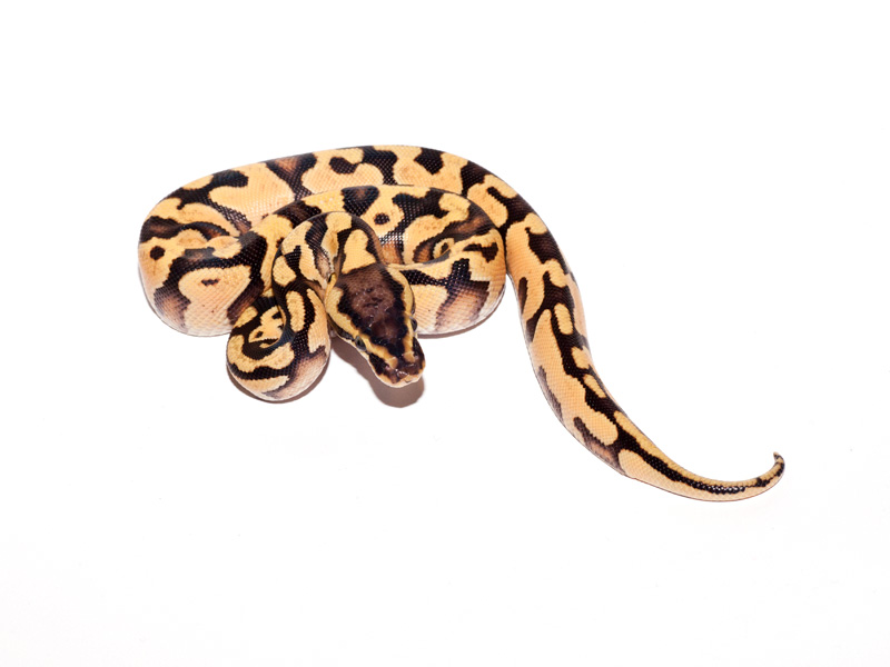 Lemon Pastel Bling Yellow Belly Phantom #2