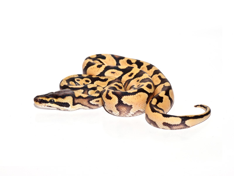 Lemon Pastel Bling Yellow Belly Phantom #2