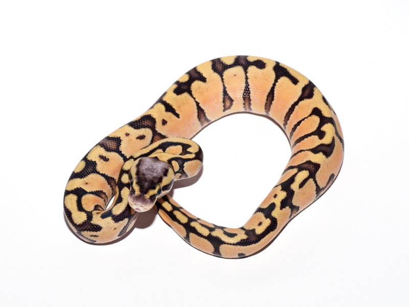 Lemon Pastel Bling Yellow Belly Phantom #2