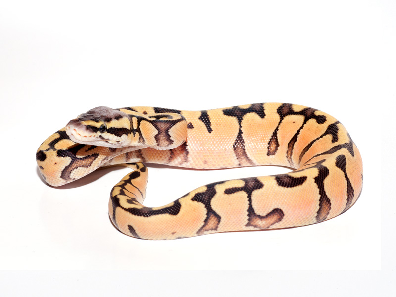 Lemon Pastel Bling Yellow Belly Phantom #2