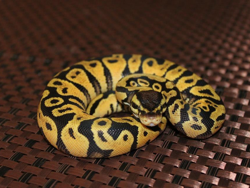 Lemon Pastel Bling Yellow Belly