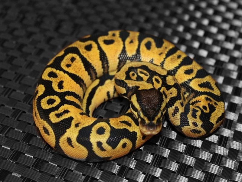 Lemon Pastel Bling Yellow Belly