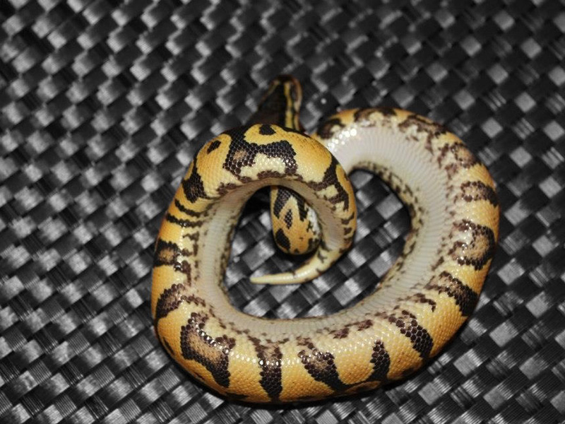 Lemon Pastel Bling Yellow Belly