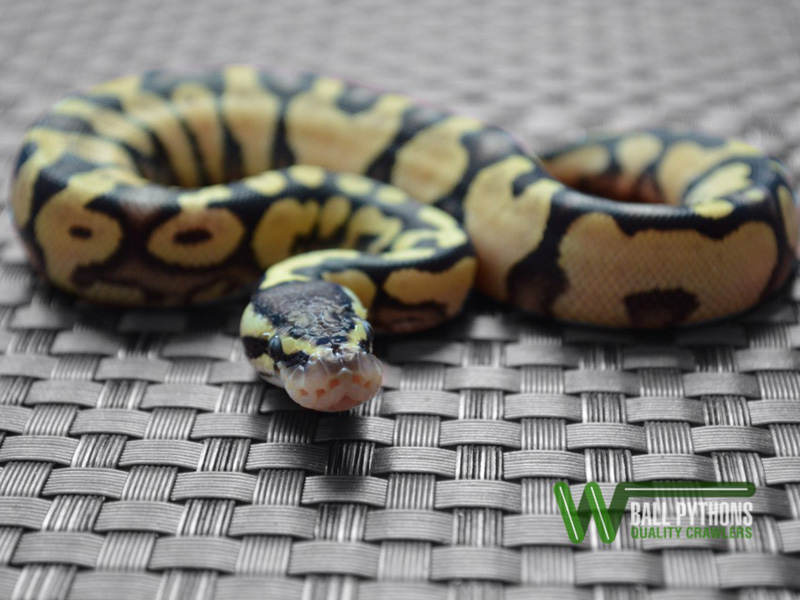 Lemon Pastel Bling Yellow Belly