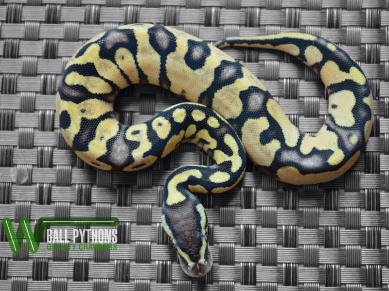 Lemon Pastel Bling Yellow Belly