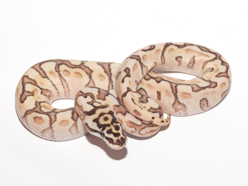 Lemon Pastel Lesser Fader Woma Bling Yellow Belly