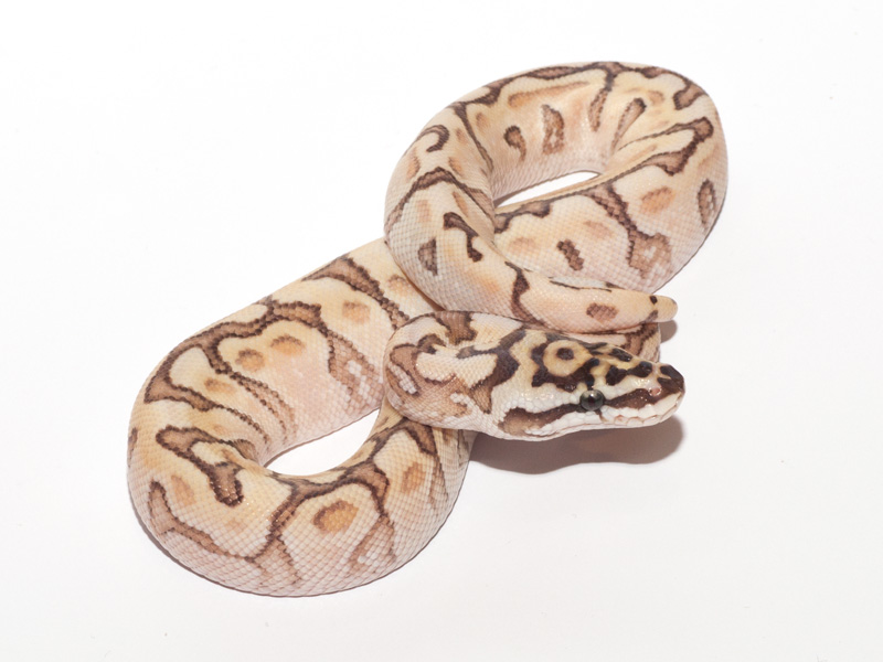 Lemon Pastel Lesser Fader Woma Bling Yellow Belly