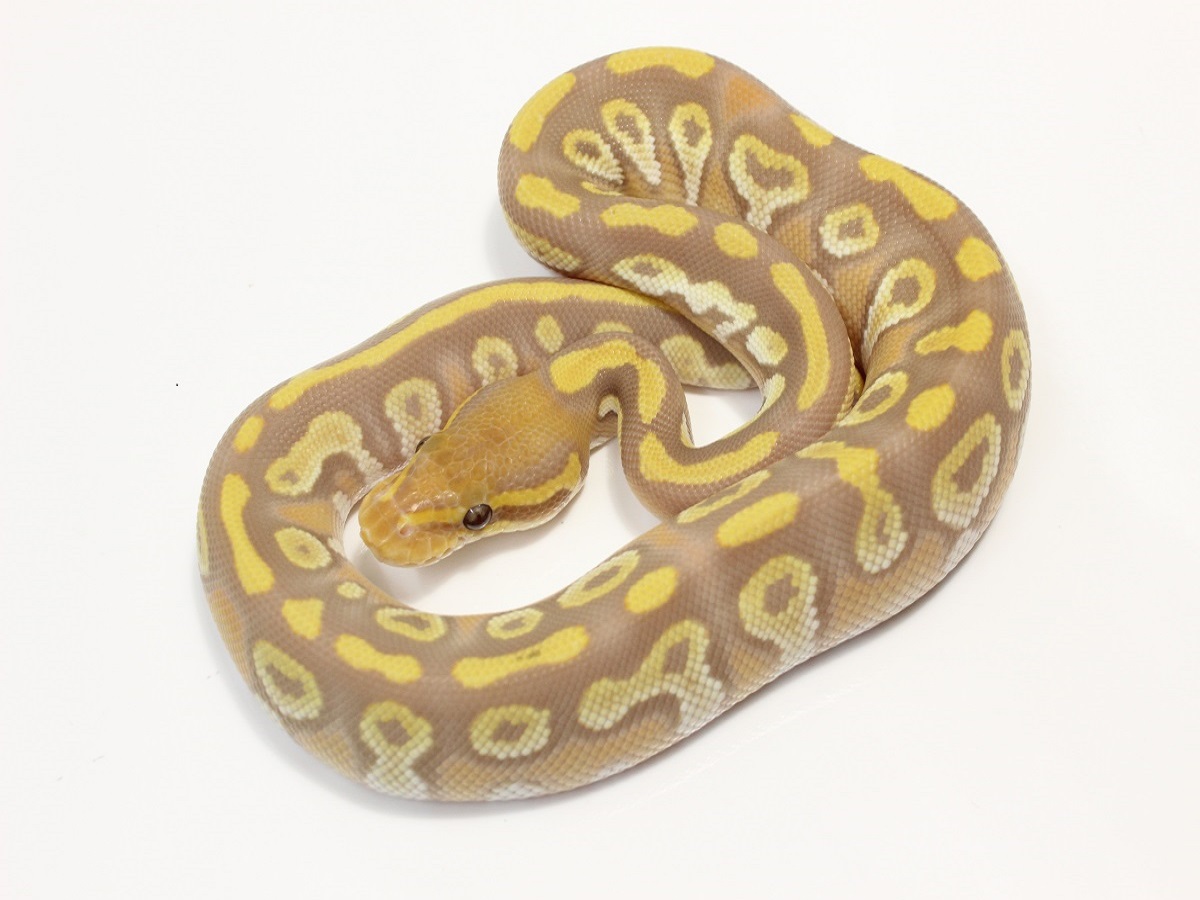 Lemon Pastel Mojave Ultramelanistic