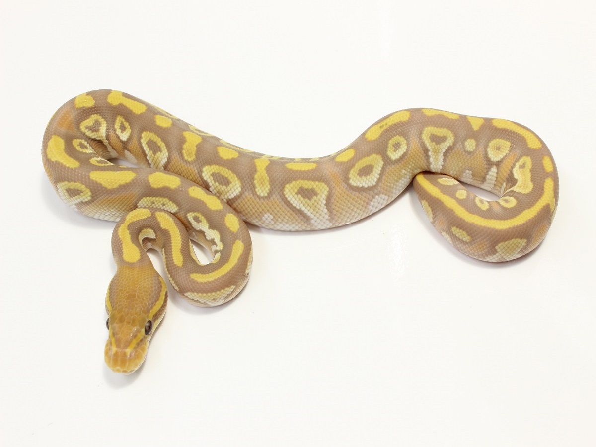 Lemon Pastel Mojave Ultramelanistic