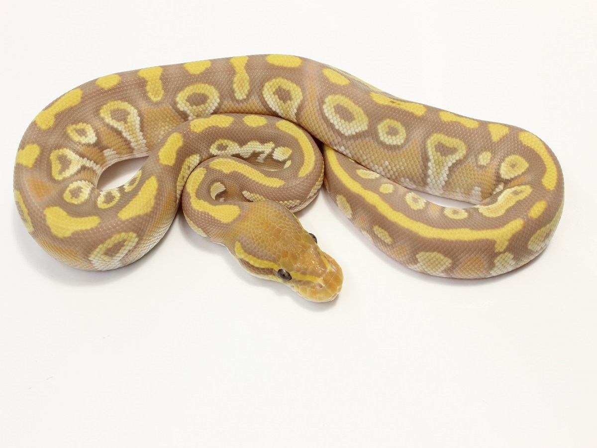 Lemon Pastel Mojave Ultramelanistic