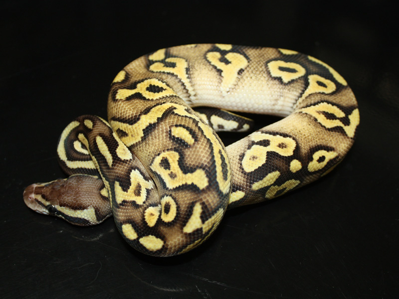 Lemon Pastel Mojave Yellow Belly