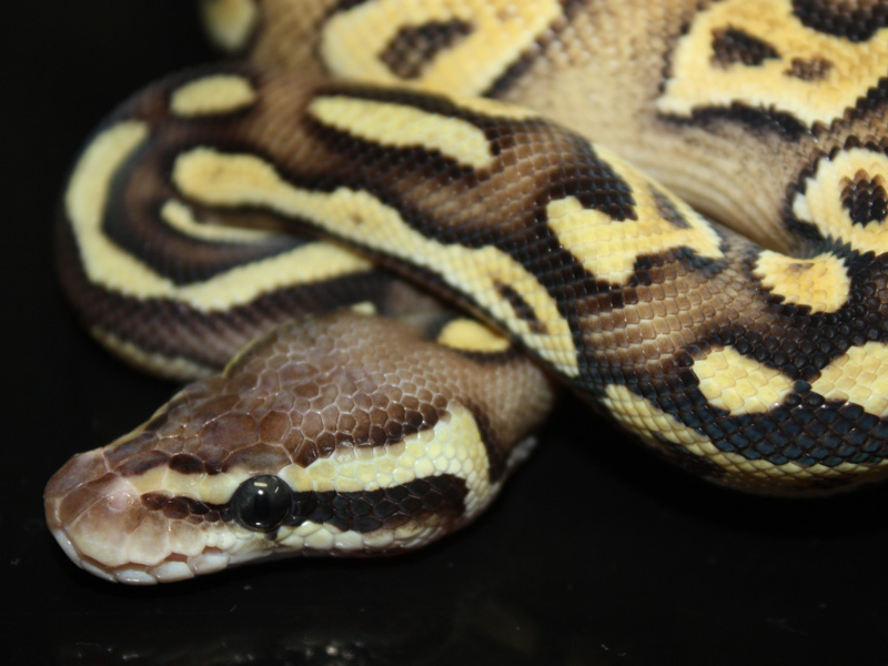 Lemon Pastel Mojave Yellow Belly