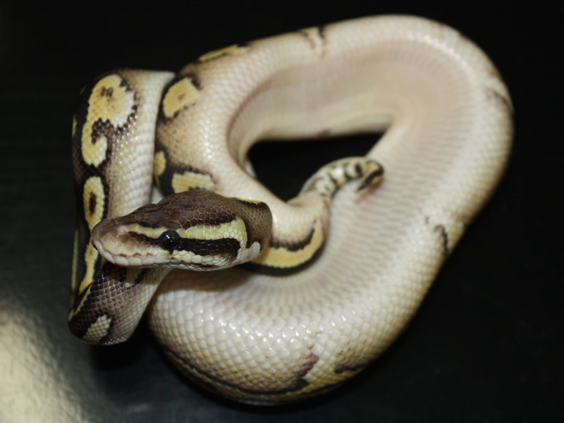 Lemon Pastel Mojave Yellow Belly