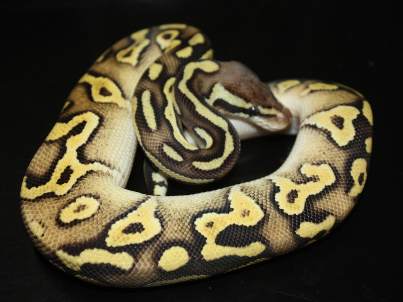 Lemon Pastel Mojave Yellow Belly