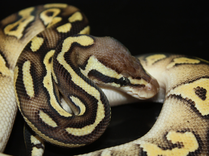 Lemon Pastel Mojave Yellow Belly