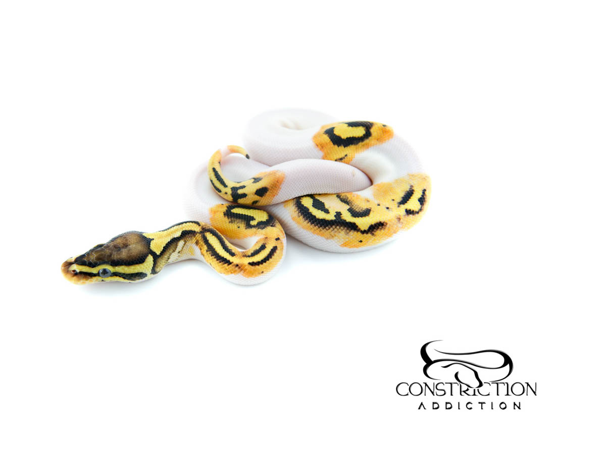 Lemon Pastel Piebald Specter