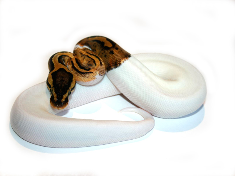 Lemon Pastel Pied