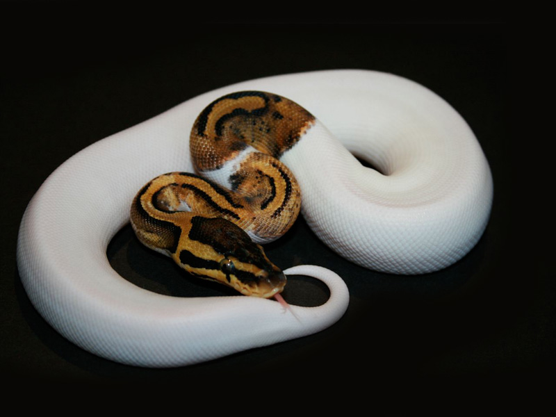 Lemon Pastel Pied