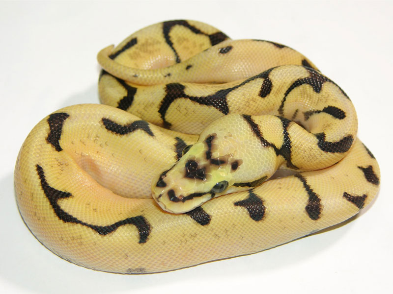 Lemon Pastel Spider Super Enchi