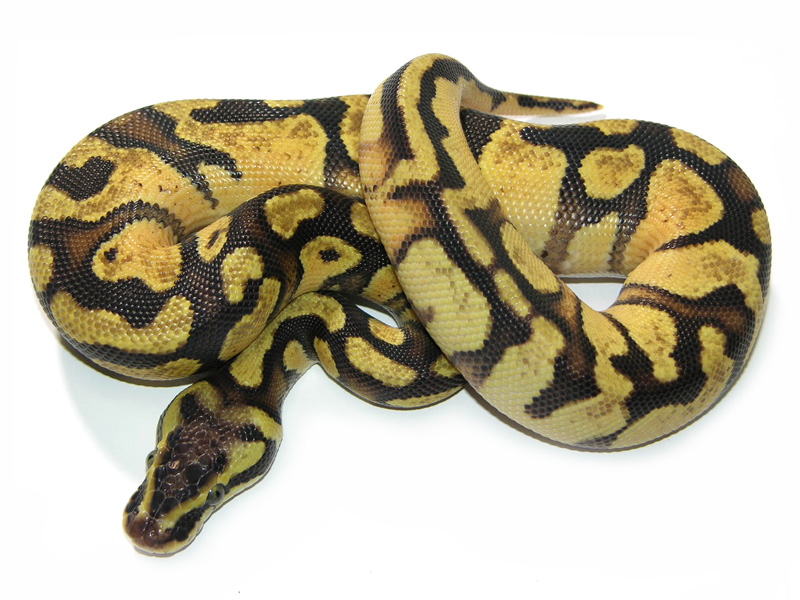 Lemon Pastel Super Enchi