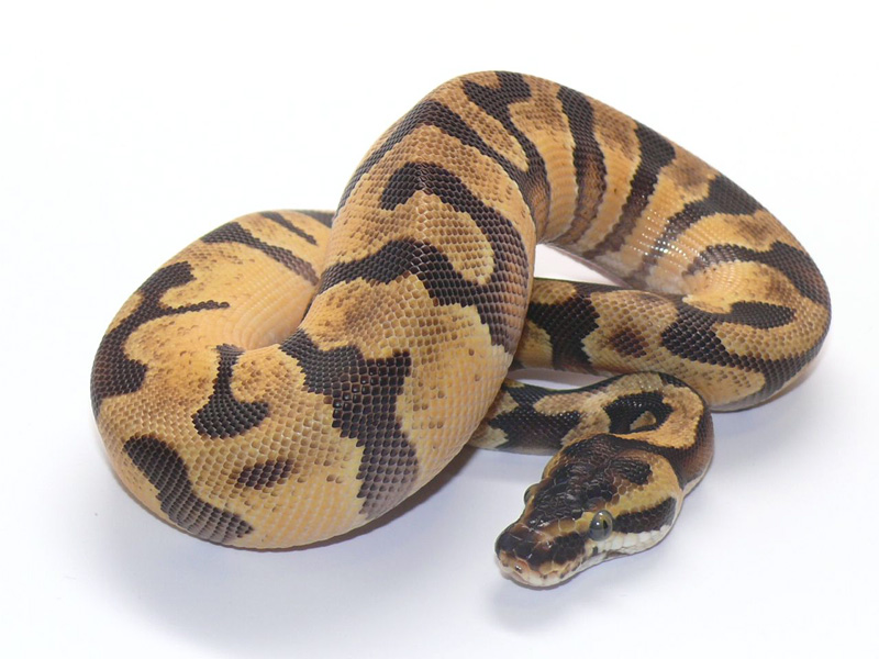 Lemon Pastel Super Enchi