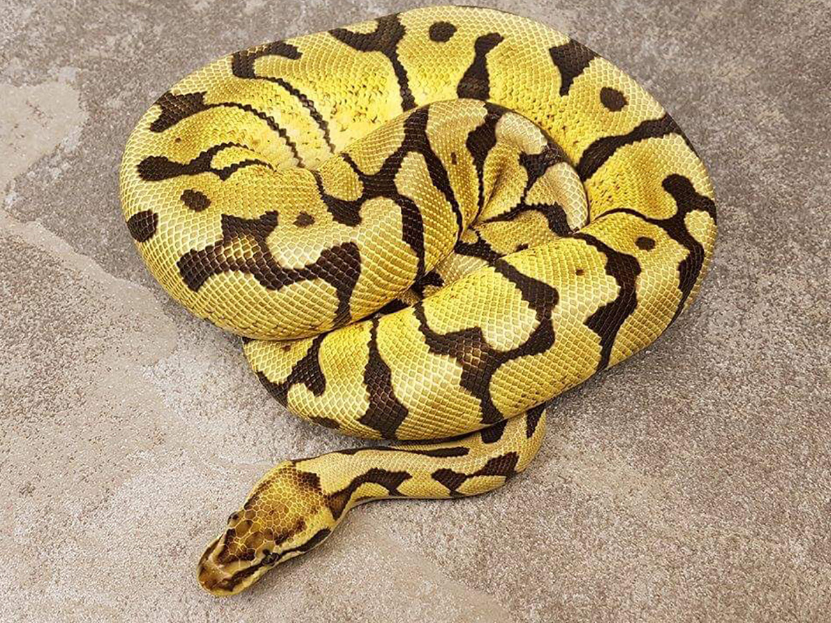 Lemon Pastel Woma