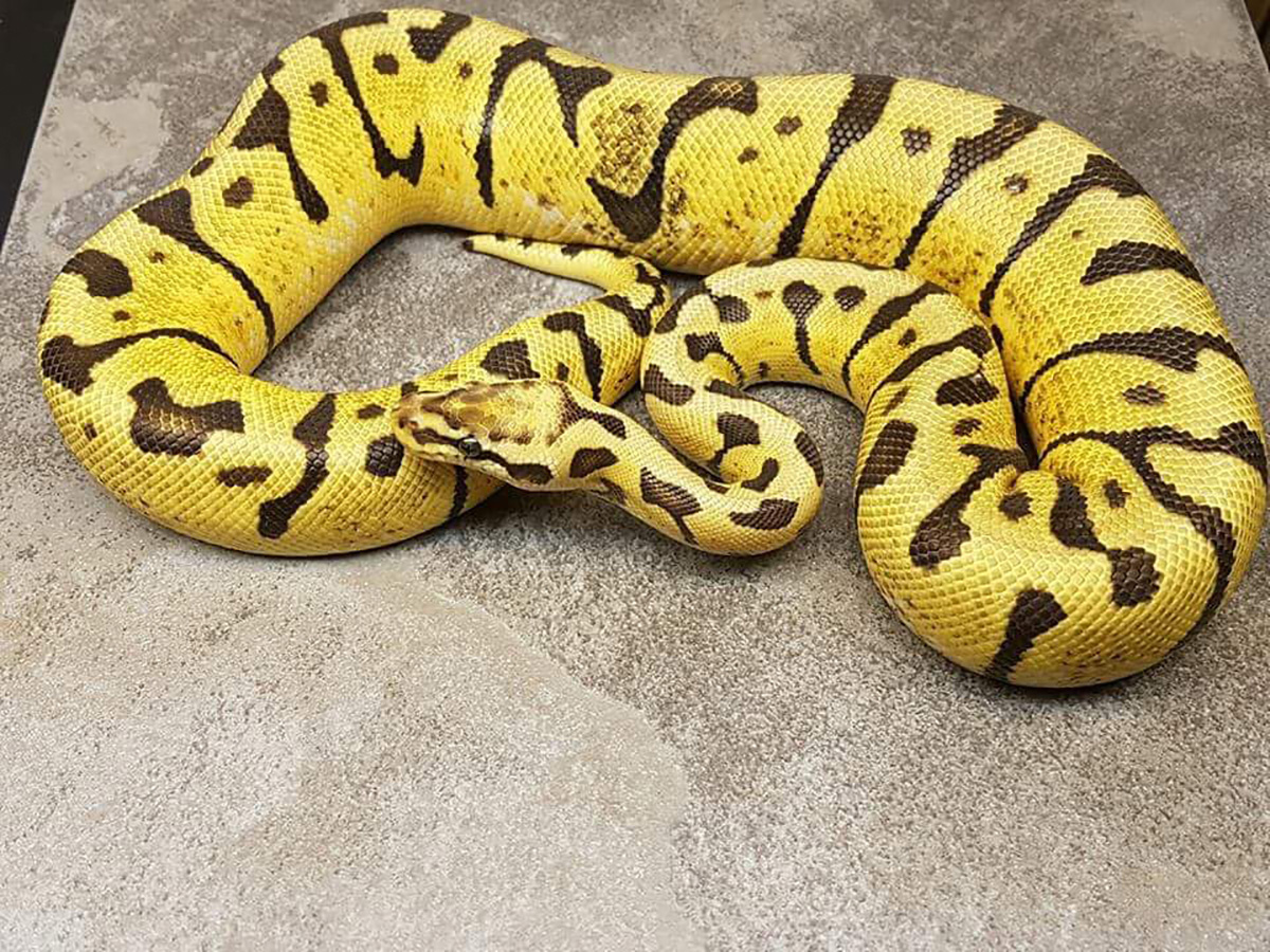 Lemon Pastel Woma