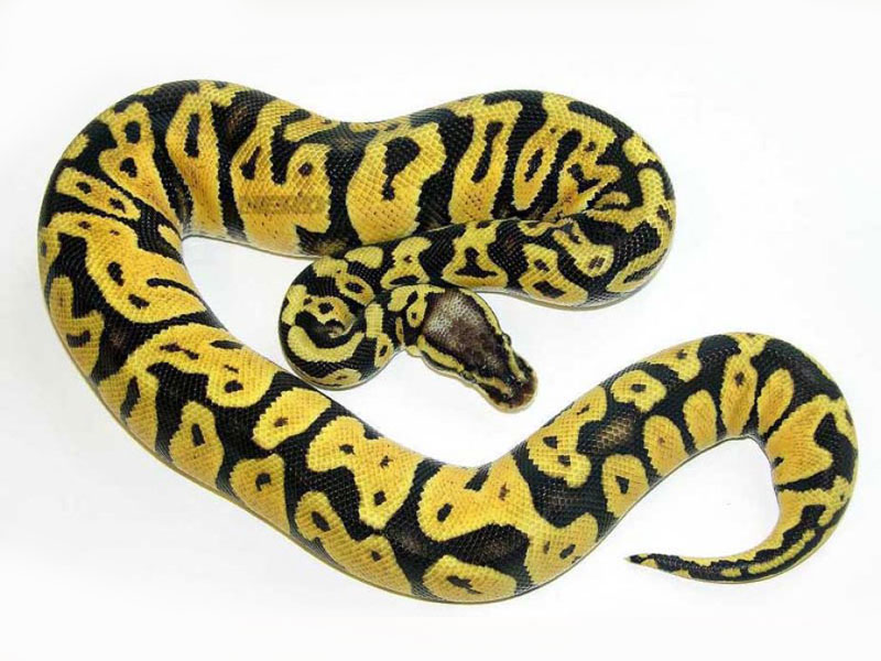 Lemon Pastel - Morph List - World of Ball Pythons.