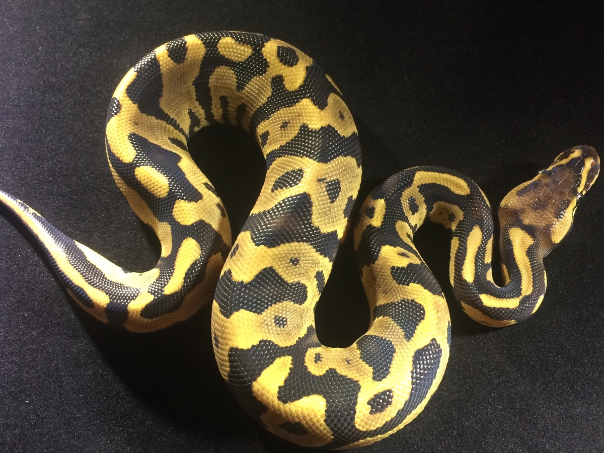 Lemonback Leopard