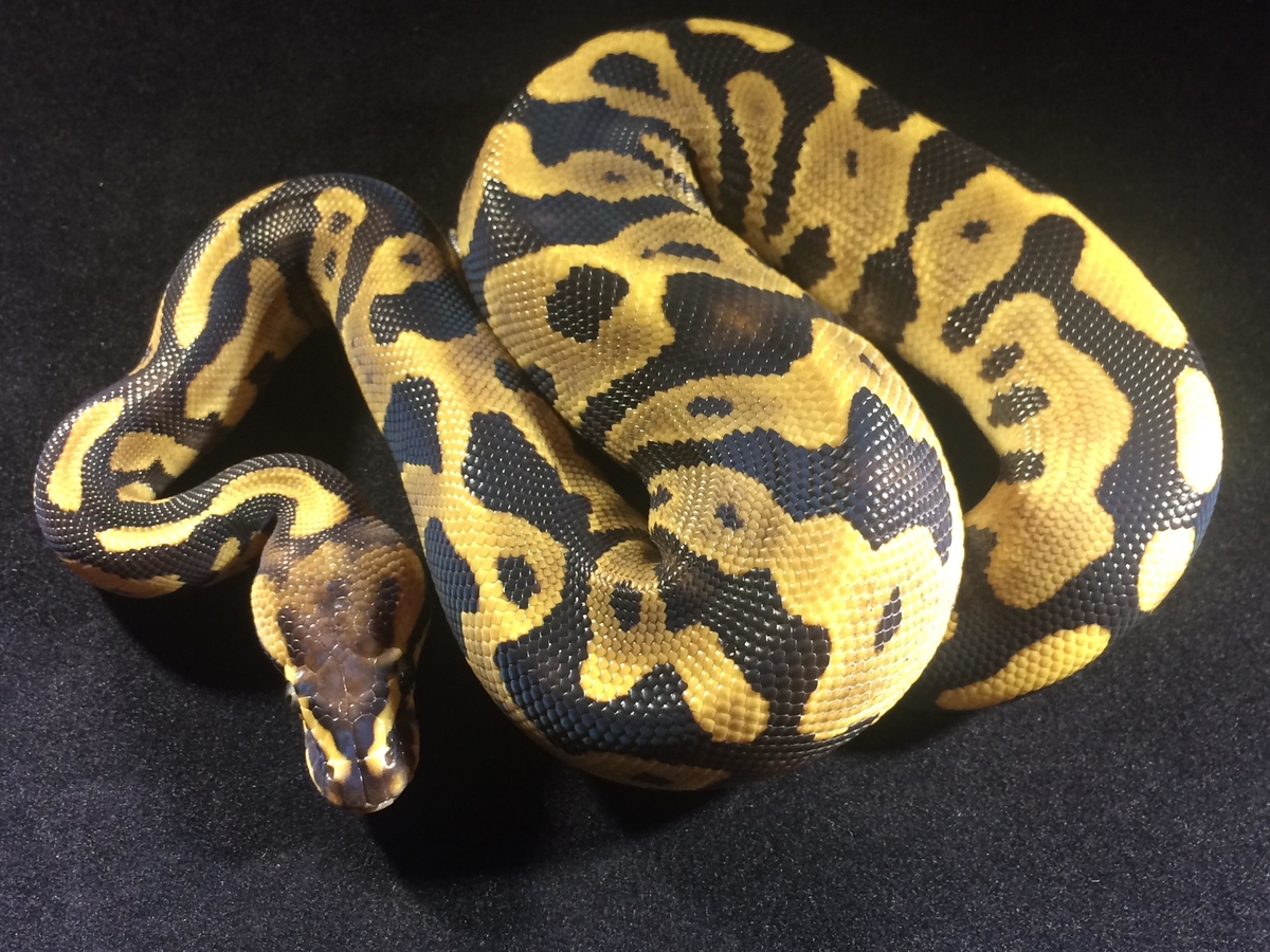 Lemonback Leopard