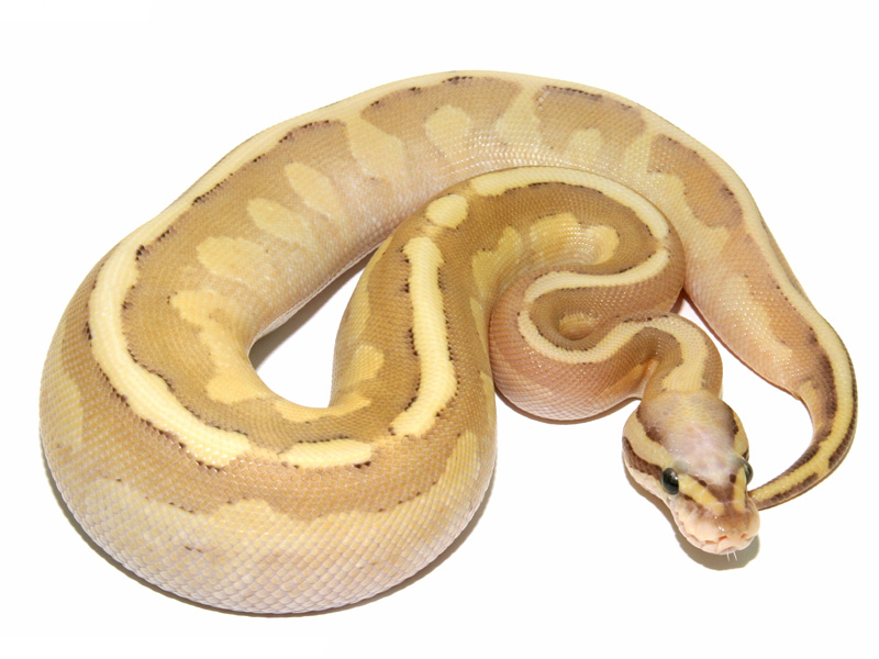 Lemonback Lesser Vanilla