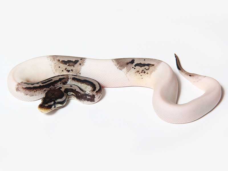 Leopard Axanthic Piebald - VPI Line