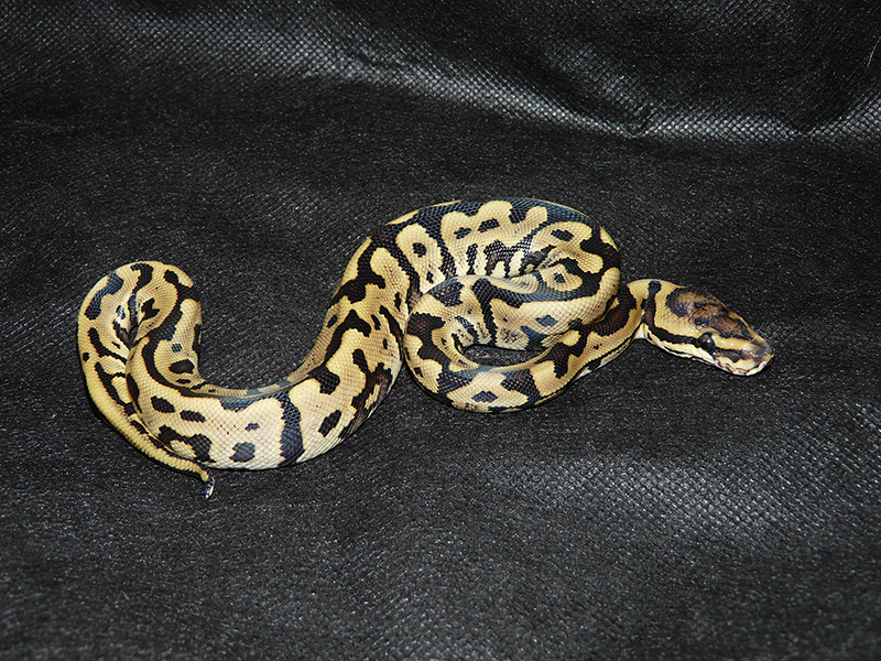 Leopard Phantom Woma