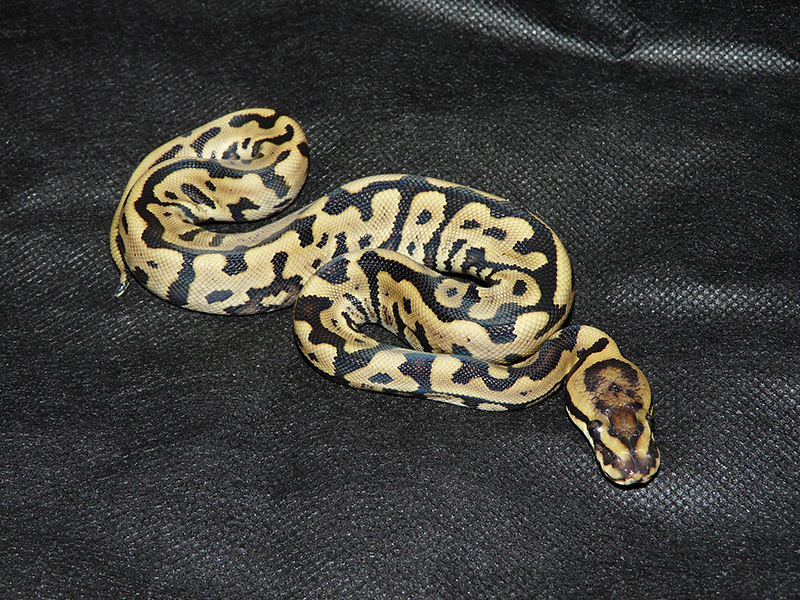 Leopard Phantom Woma